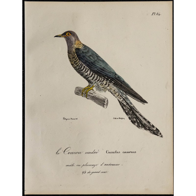 1830 - Coucou gris 1830 - Coucou gris