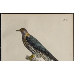 1830 - Coucou gris 