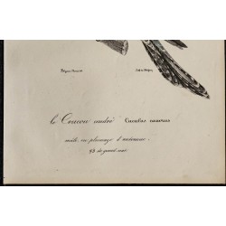 1830 - Coucou gris 