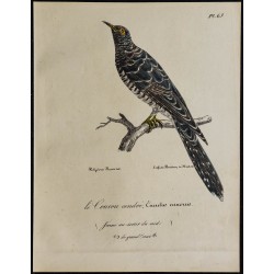1830 - Coucou gris 