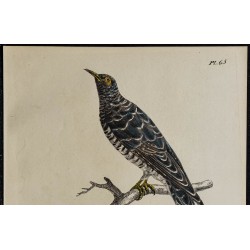 1830 - Coucou gris 