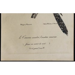 1830 - Coucou gris 