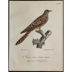 1830 - Coucou gris 
