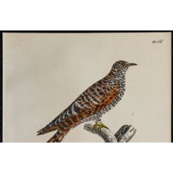 1830 - Coucou gris 