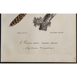 1830 - Coucou gris 
