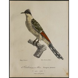 1830 - Coucou geai 