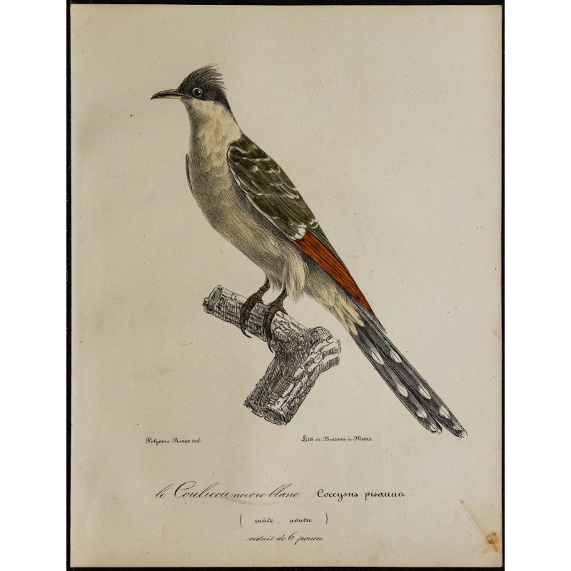 1830 - Coucou geai 1830 - Coucou geai