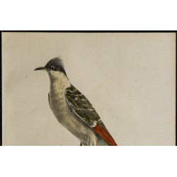 1830 - Coucou geai 