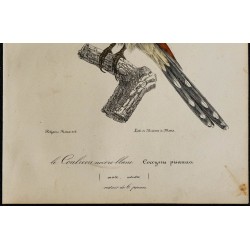 1830 - Coucou geai 