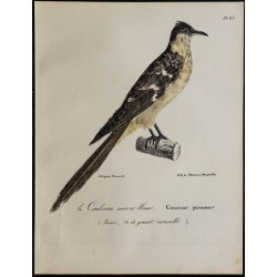 1830 - Coucou geai 