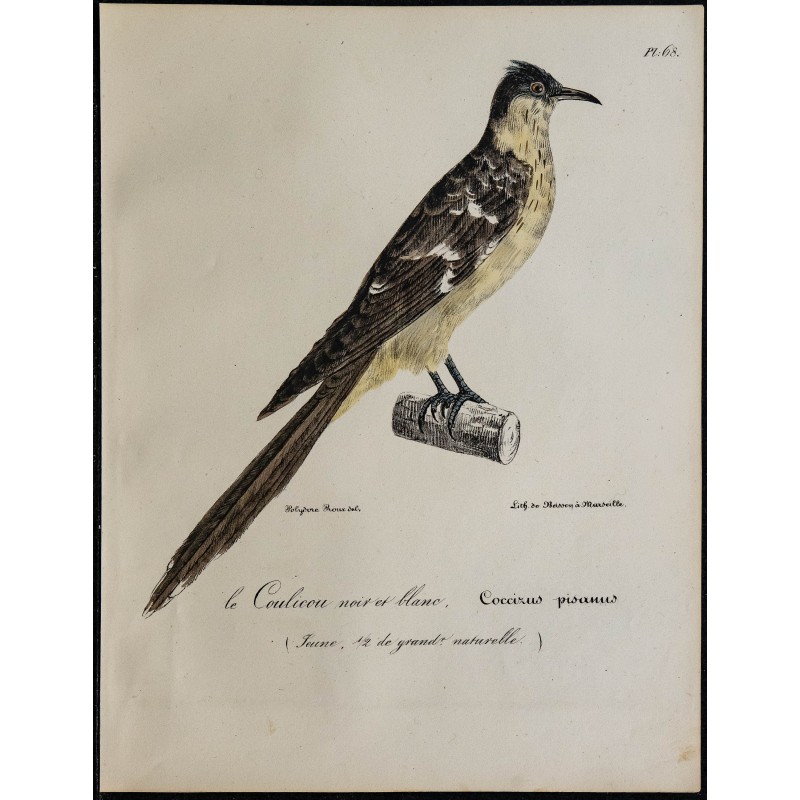 1830 - Coucou geai 1830 - Coucou geai