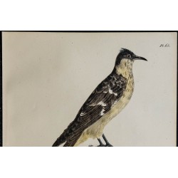 1830 - Coucou geai 