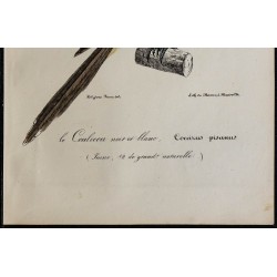 1830 - Coucou geai 