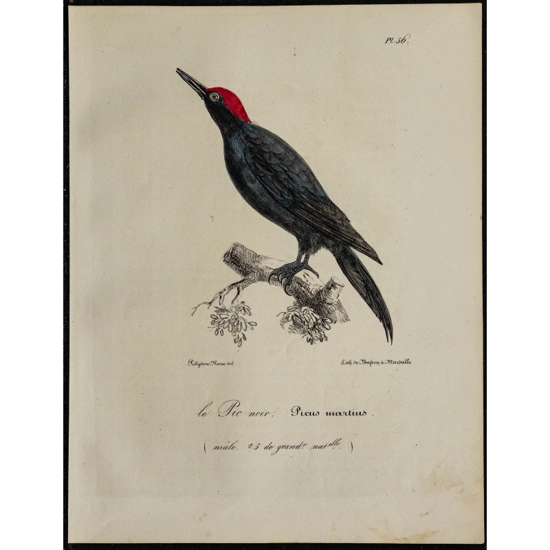 1830 - Pic noir 1830 - Pic noir