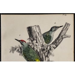 1830 - Pic gris 