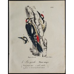 1830 - Pic épeiche 