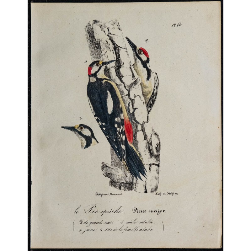 1830 - Pic épeiche 1830 - Pic épeiche