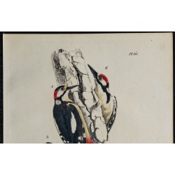 1830 - Pic épeiche 