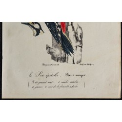 1830 - Pic épeiche 