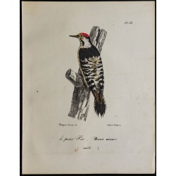 1830 - Pic épeichette 