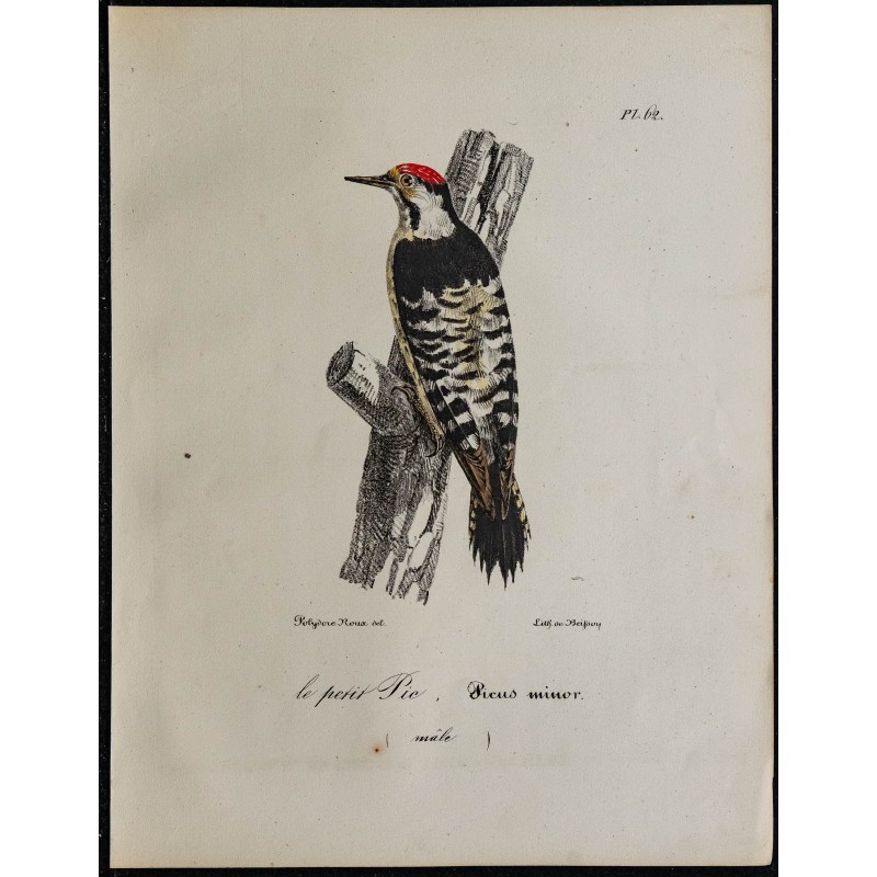1830 - Pic épeichette 1830 - Pic épeichette