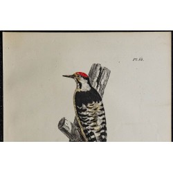1830 - Pic épeichette 