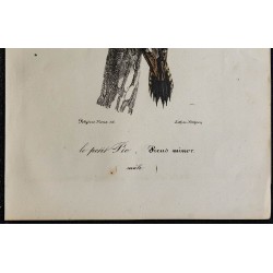 1830 - Pic épeichette 