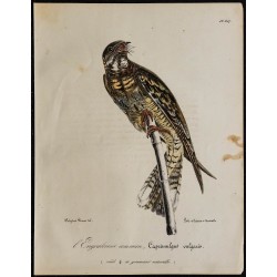 1830 - Engoulevent d’Europe 