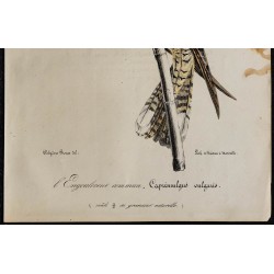 1830 - Engoulevent d’Europe 