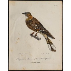 1830 - Engoulevent à collier roux 