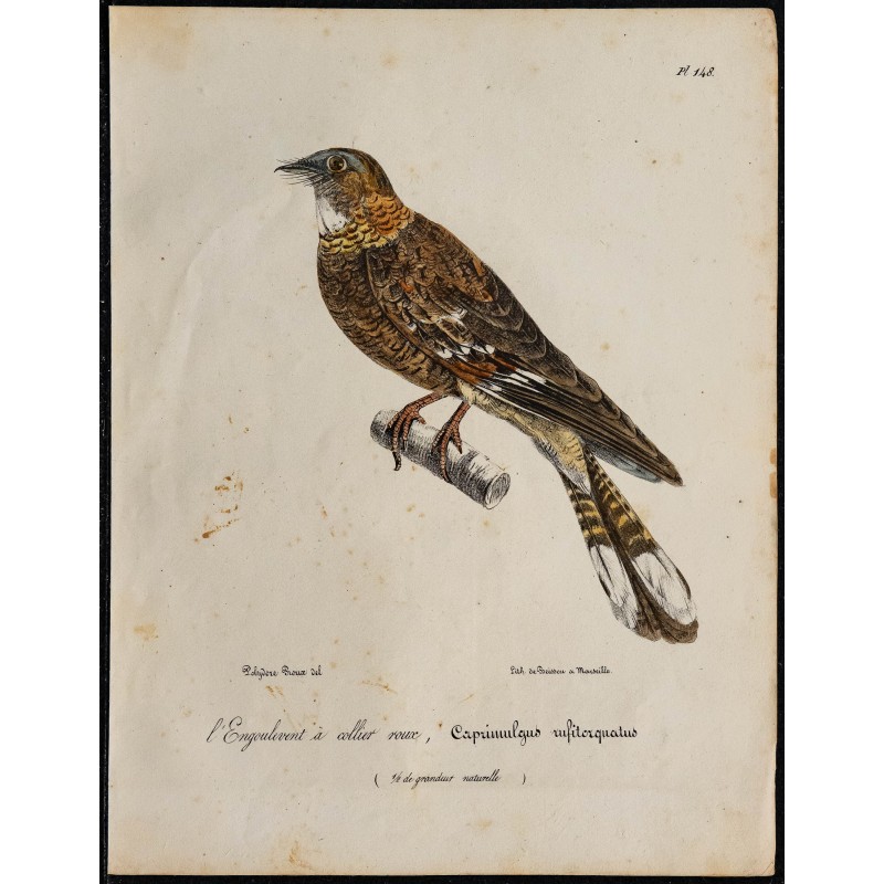 1830 - Engoulevent à collier roux 1830 - Engoulevent à collier roux