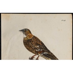 1830 - Engoulevent à collier roux 