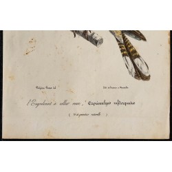 1830 - Engoulevent à collier roux 