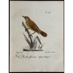1830 - Rousserolle effarvatte 