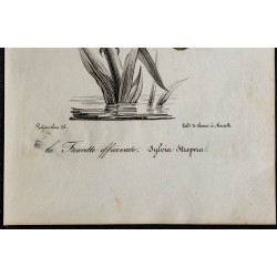 1830 - Rousserolle effarvatte 