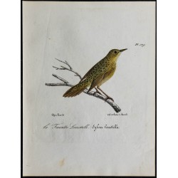1830 - Locustelle tachetée 