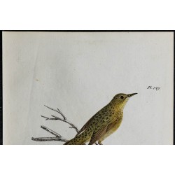1830 - Locustelle tachetée 
