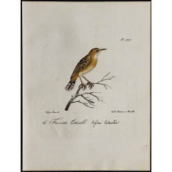 1830 - Cisticole des joncs 