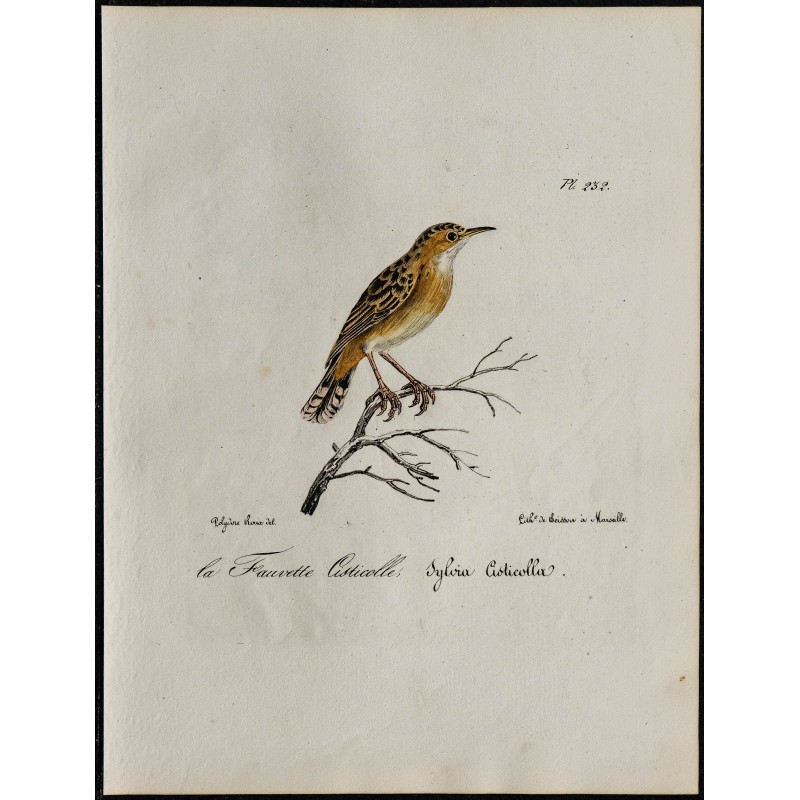 1830 - Cisticole des joncs 