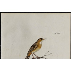 1830 - Cisticole des joncs 