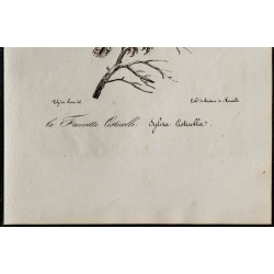 1830 - Cisticole des joncs 