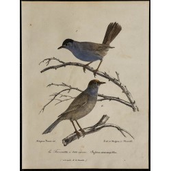 1830 - Fauvette à tête noire 