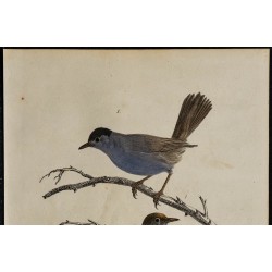 1830 - Fauvette à tête noire 