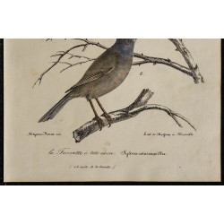 1830 - Fauvette à tête noire 