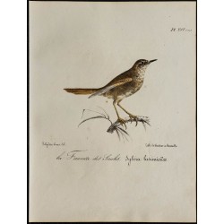 1830 - Rousserolle verderolle 