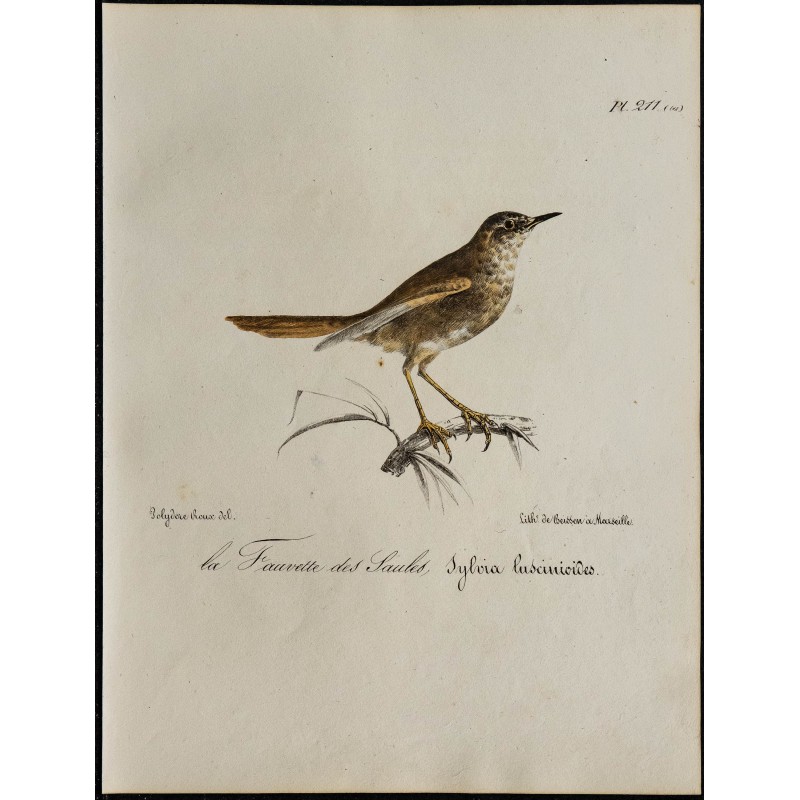 1830 - Rousserolle verderolle 1830 - Rousserolle verderolle