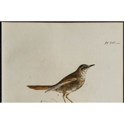 1830 - Rousserolle verderolle 