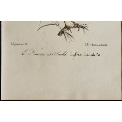 1830 - Rousserolle verderolle 