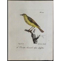1830 - Hypolaïs polyglotte 