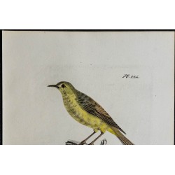 1830 - Hypolaïs polyglotte 